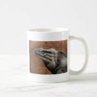 Iguana do rinoceronte