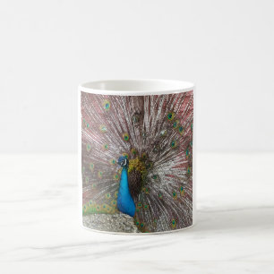 Caneca De Café Imagem do pavão