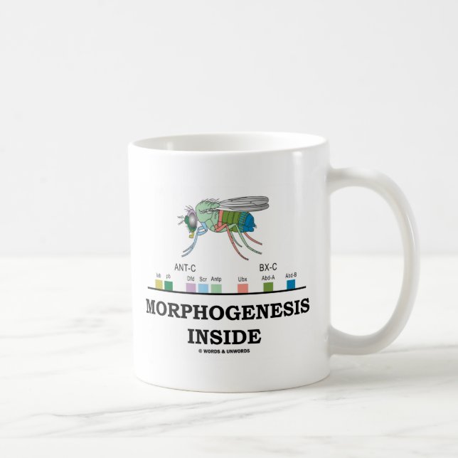 Caneca De Café Interior da morfogênese (genes da drosófila da (Direita)