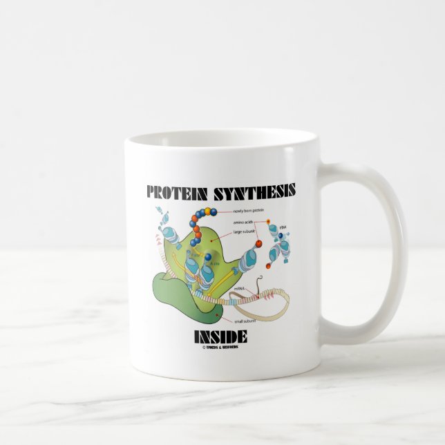 Caneca De Café Interior da síntese da proteína (biologia celular) (Direita)