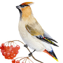 Cera de aves da floresta aquosa