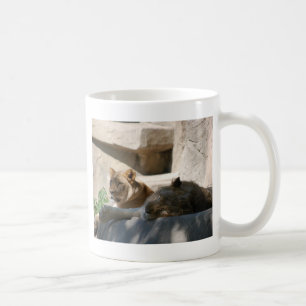 Caneca De Café Leões Africanos