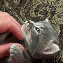 Caneca De Café My Cat Is Better Behaved, Cat Coffee Mug