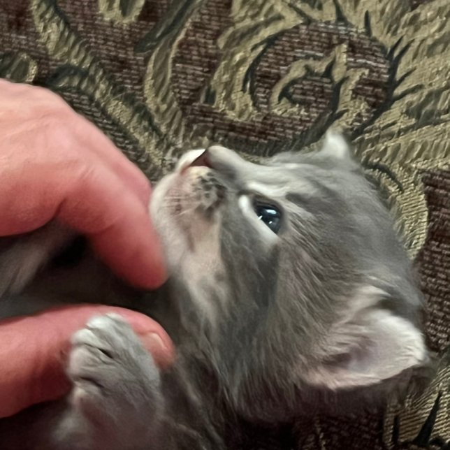 Caneca De Café My Cat Is Better Behaved, Cat Coffee Mug (Criador carregado)