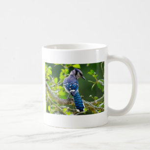 Caneca De Café Natureza Fotografia Shy Blue Jay Roupa presente