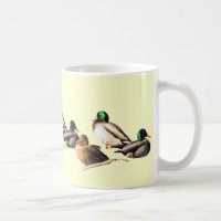 Nine Mallard Ducks