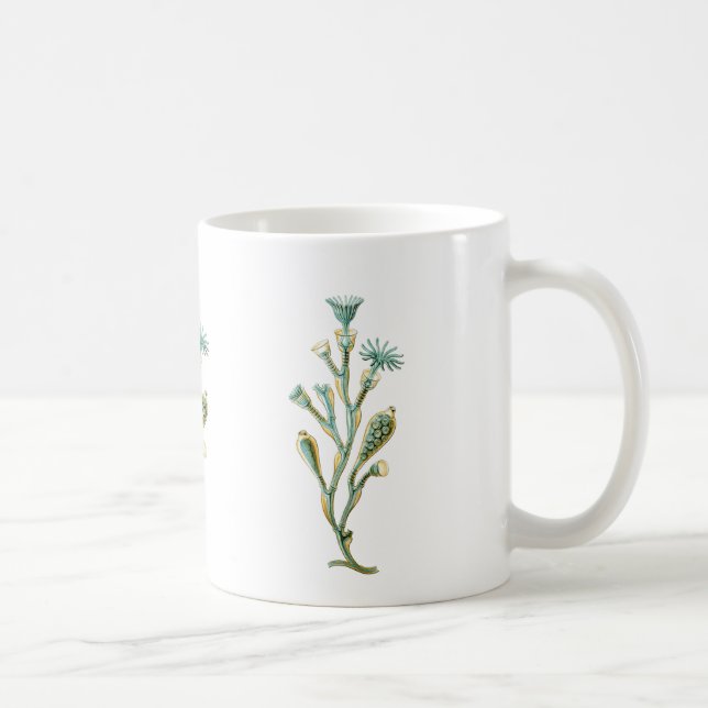 Caneca De Café Obelia (medusa) (Direita)