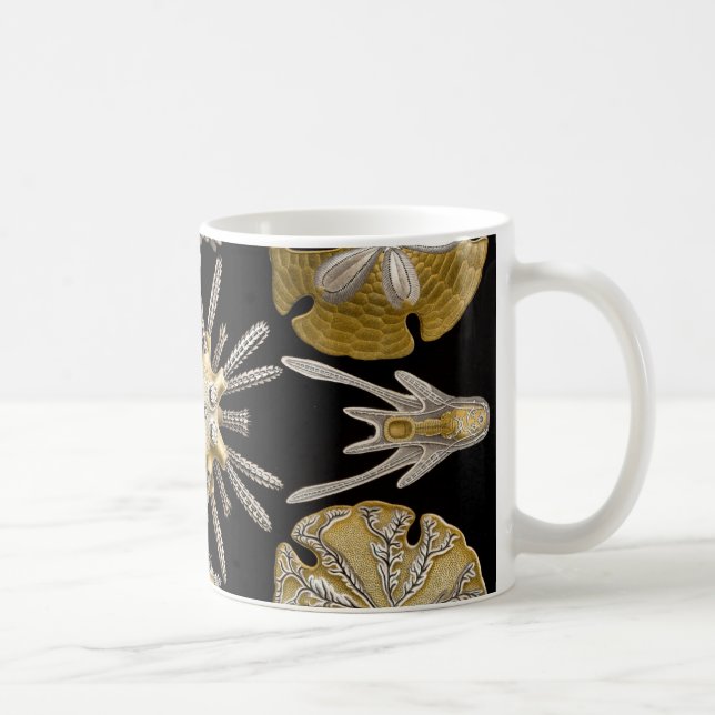 Caneca De Café Ouriços-do-mar de Ernst Haeckel Echinidea (Direita)