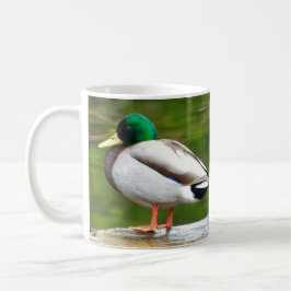 Caneca De Café Pato em uma Rocha