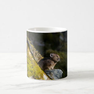 Caneca De Café Pika tomando sol à noite