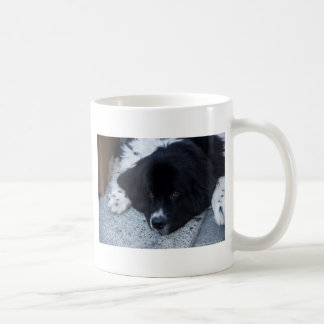 Caneca De Café Presentes preciosos de Landseer Terra Nova