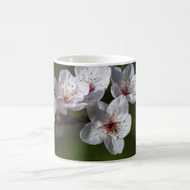 Caneca De Café Primavera plum blossomes