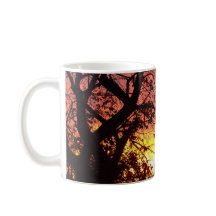 Sunset Colorido Através De Árvores Negras