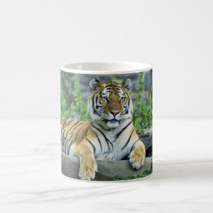 Caneca De Café Tigre, Siberian