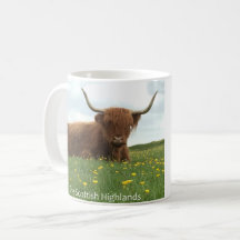 Vaca das Terras Altas Escocesas