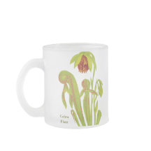 Californica do Darlingtonia, planta carnívora