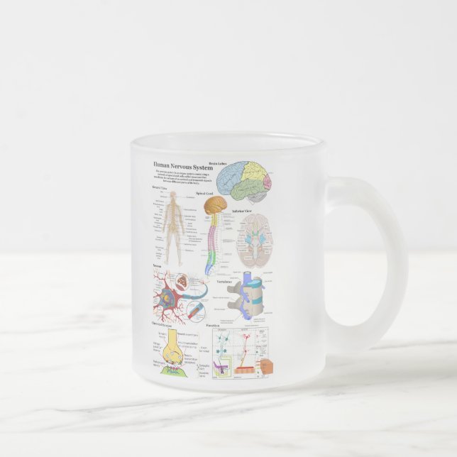Caneca De Café Vidro Jateado Cérebro humano e diagrama de sistema nervoso (Direita)