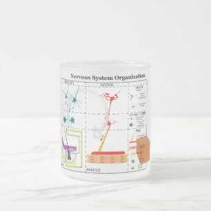 Caneca De Café Vidro Jateado Diagrama das funções básicas do sistema nervoso