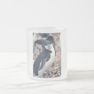 Caneca De Café Vidro Jateado Pinguim Ave Fofa Animal Preto Branco Água