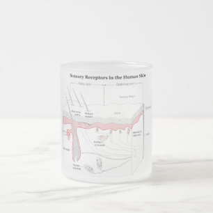 Caneca De Café Vidro Jateado Receptors sensoriais no diagrama humano da pele