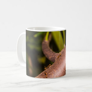 Caneca De Café Weaver Ants em uma Madeira