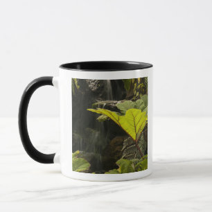 Caneca Detalhe vegetal em um jardim botânico, Equador
