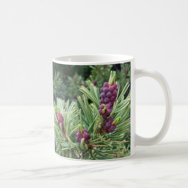 Caneca do cone do pinho de Whitebark (Direita)