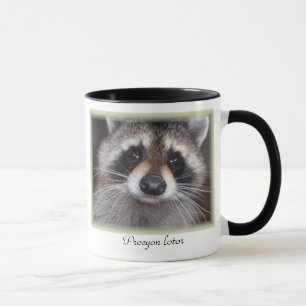 Caneca do guaxinim - lotor do Procyon