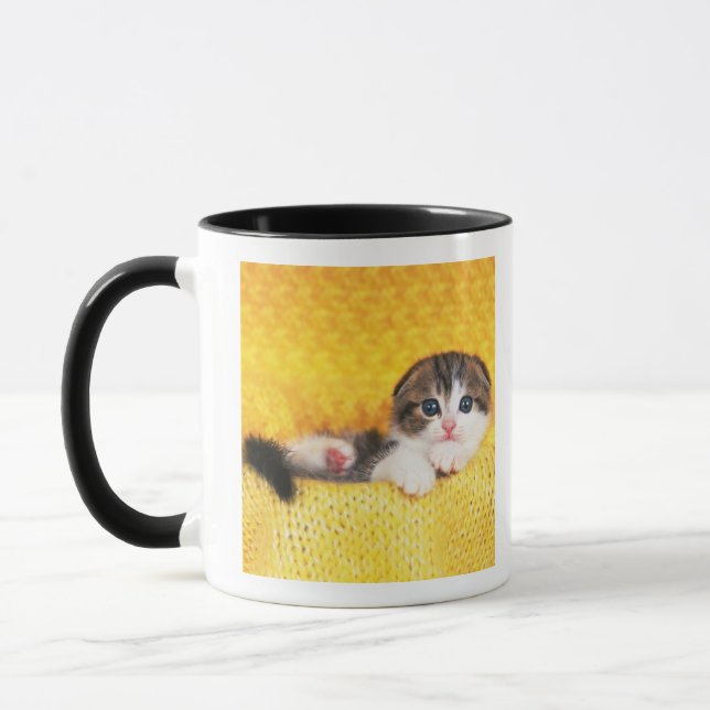 Caneca Dobra do Scottish; é uma raça do gato com um (Esquerda)