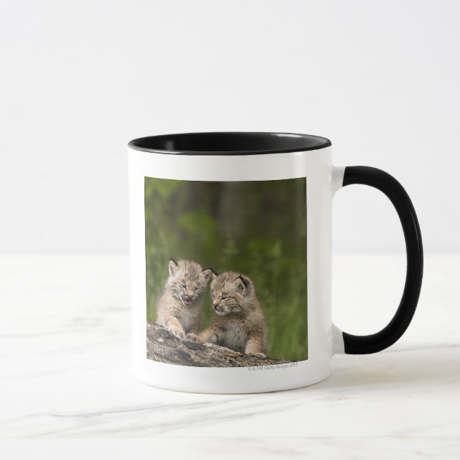 Caneca Dois gatinhos do lince de Canadá (lince (Direita)