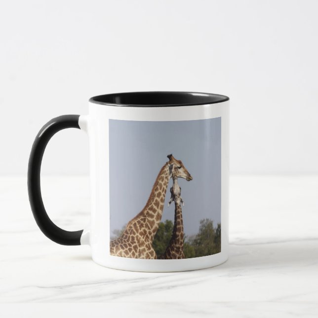 Caneca Dois girafa, parque nacional de Kruger, África do (Esquerda)