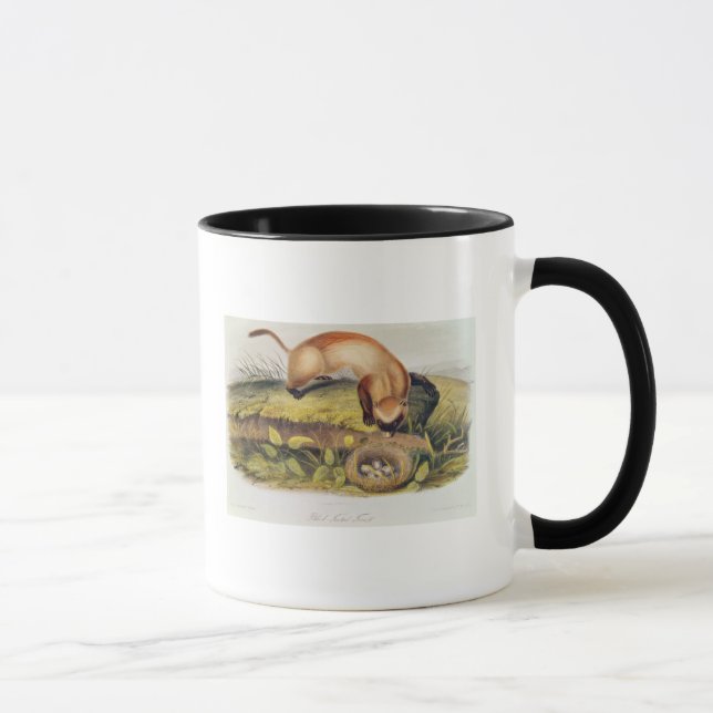 Caneca doninha Preto-footed (Direita)