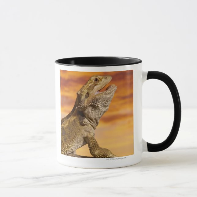 Caneca Dragão farpado (Pogona Vitticeps) na rocha, (Direita)