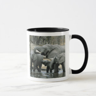 Caneca Elefante-africano, (Loxodonta africana), bebendo