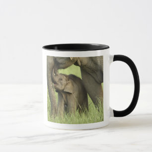 Caneca Elefante indiano / asiático e filhote, Corbett 2