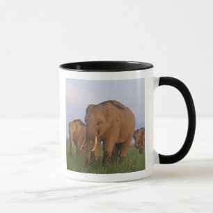 Caneca Elefantes indianos na pastagem