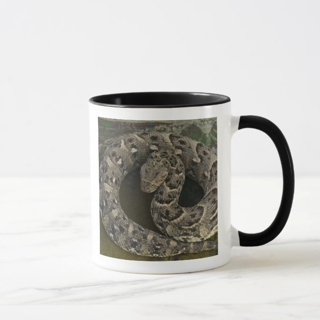 Caneca Encantador de serpentes, África, Víbora-soprano Bi (Direita)