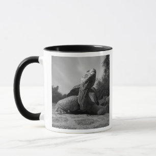 Caneca Equador, Parque Nacional Ilhas Galápagos, Santa