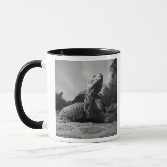 Caneca Equador, Parque Nacional Ilhas Galápagos, Santa (Esquerda)