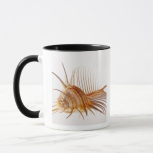 Caneca Escudo do Murex do pente de Venus (pectina do