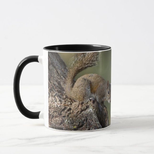 Caneca Esquilo-cinzento-oriental, ou esquilo-cinzento (Esquerda)