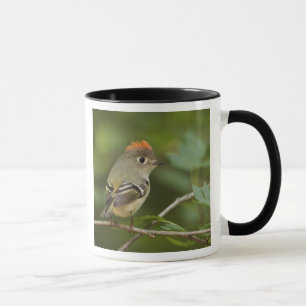 Caneca Estrelinha-de-coroa-rubi-macho, Regulus calendula