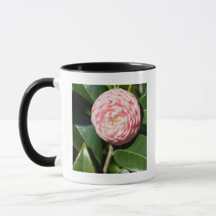 Caneca EUA, Alabama, Theodore Perto de Mobile