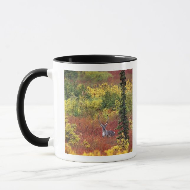 Caneca EUA, Alasca, Parque Nacional Denali. Caribu (Esquerda)
