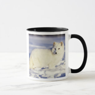 Caneca EUA, Alasca. Raposa ártica com pelagem de inverno