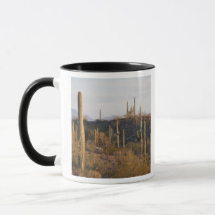 Caneca EUA, Arizona, Deserto de Sonoran, Ajo, Ajo 2