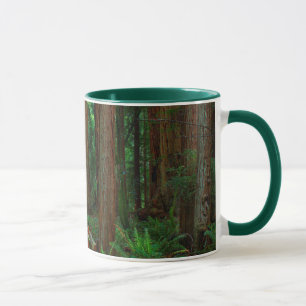 Caneca EUA, Califórnia. Caminho Entre Sequóias Em Muir