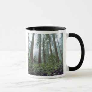Caneca EUA, Califórnia, Redwood NP. O erro de registro f