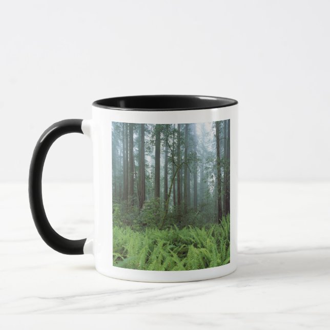 Caneca EUA, Califórnia, Redwood NP. Samambaias e (Esquerda)