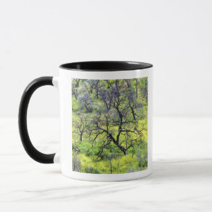 Caneca EUA, Califórnia, San Diego. Uma floresta de carval
